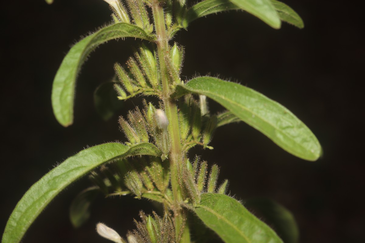 Andrographis echioides (L.) Nees